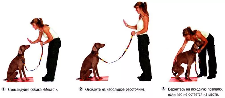 Учим щенка команде «место»