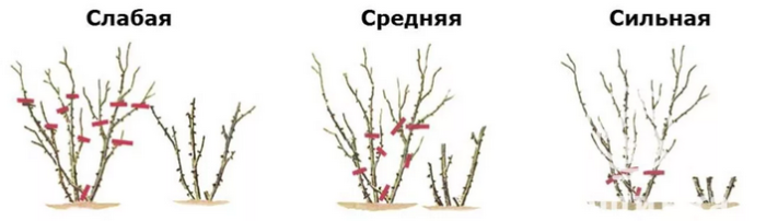 Подрезание кустовых роз после цветения