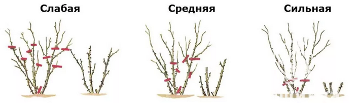Подрезание кустовых роз после цветения