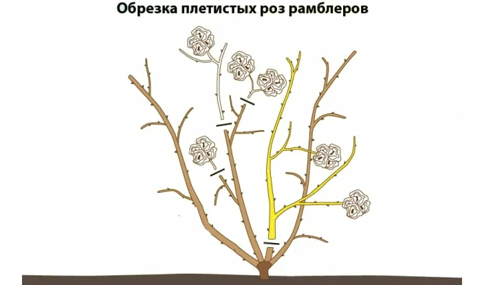 Обрезка розы рамблер после цветения