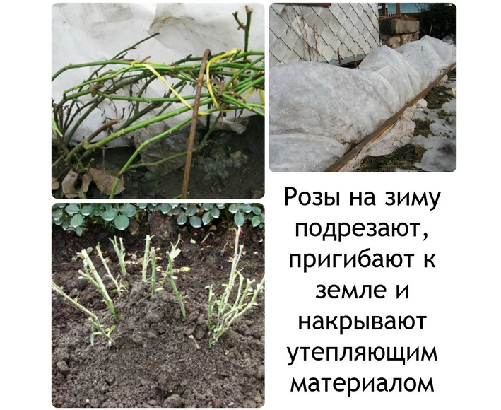 Уход за розами перед зимними холодами