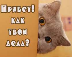 Как красиво и оригинально, в рифму ответить на слова «Как дела»: 320 вариантов остроумных и дерзких ответов