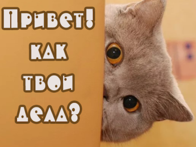Как красиво и оригинально, в рифму ответить на слова «Как дела»: 320 вариантов остроумных и дерзких ответов
