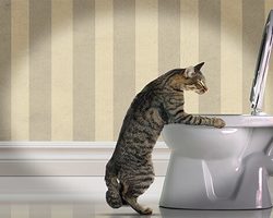 Рвота у кота: причины, лечение. Рвота у кота кормом, с кровью