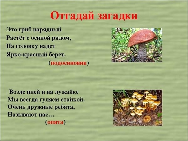 Загадки про грибы с ответами