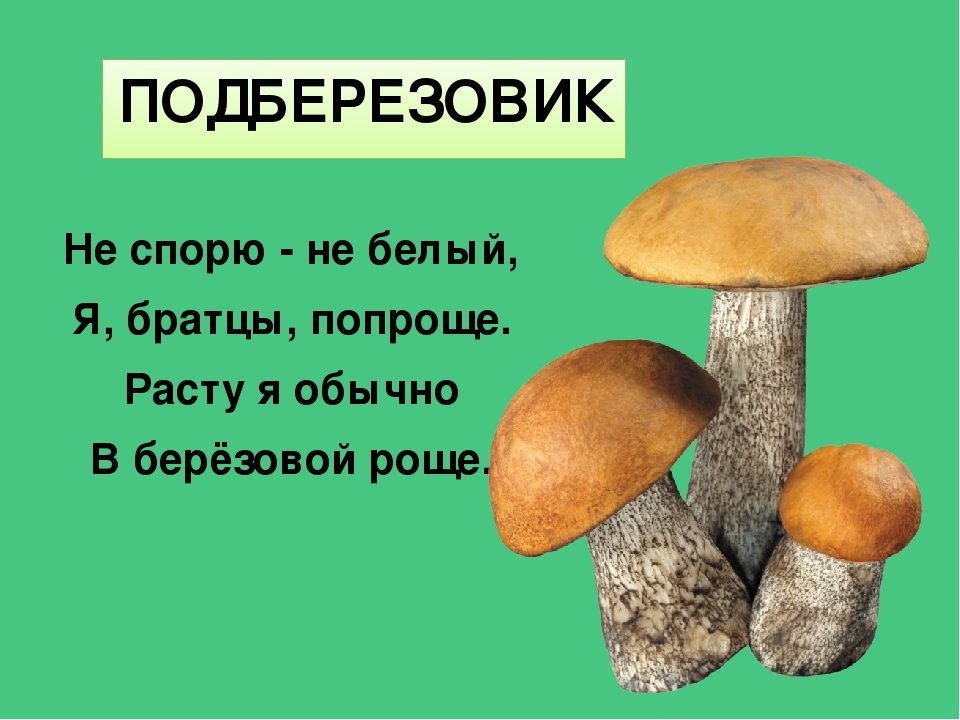 Загадки про грибы короткие
