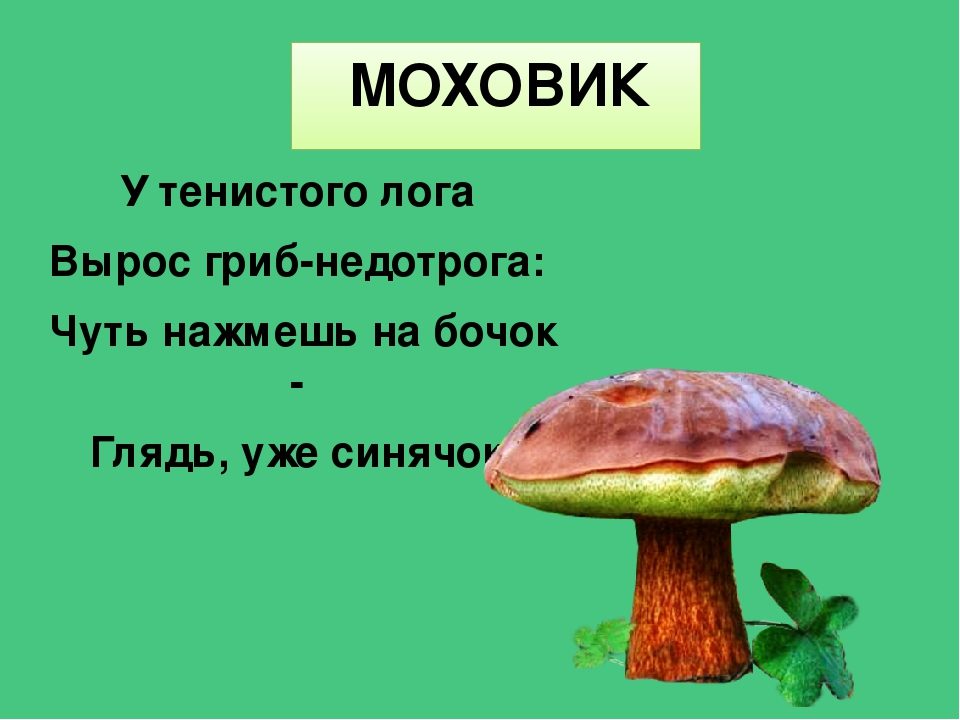 Детские загадки про грибы