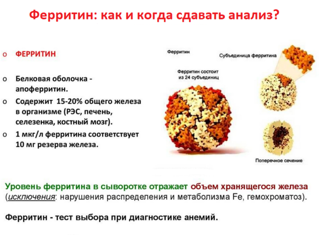 Кровь на ферритин сдавать: натощак или нет? Что показывает анализ на ферритин, нужно ли вообще делать такое исследование и для чего?