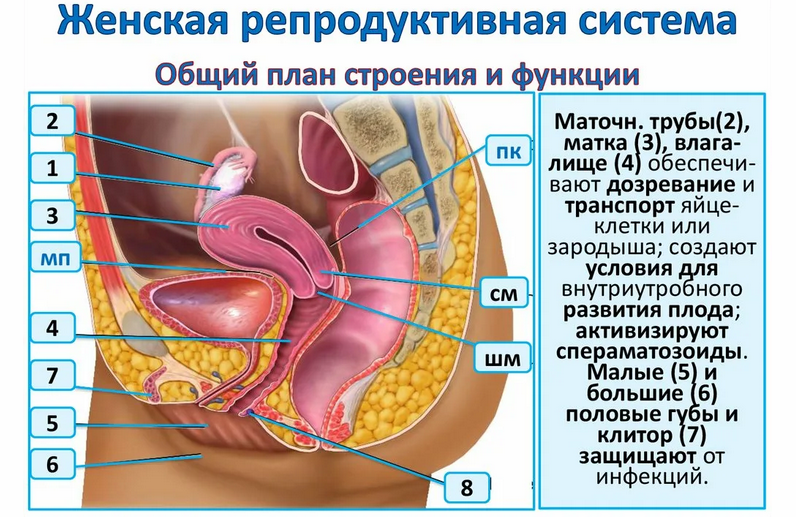 Расскажите девочке-подростку, чтобы она поняла как использовать тампон