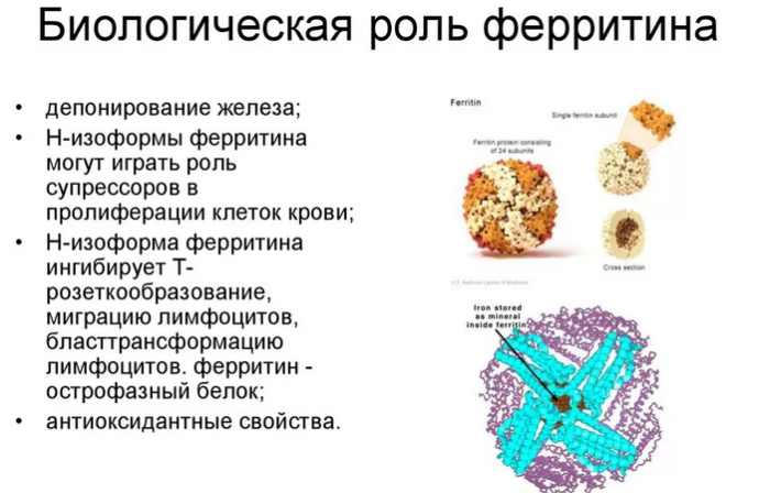Роль ферритина в организме человека