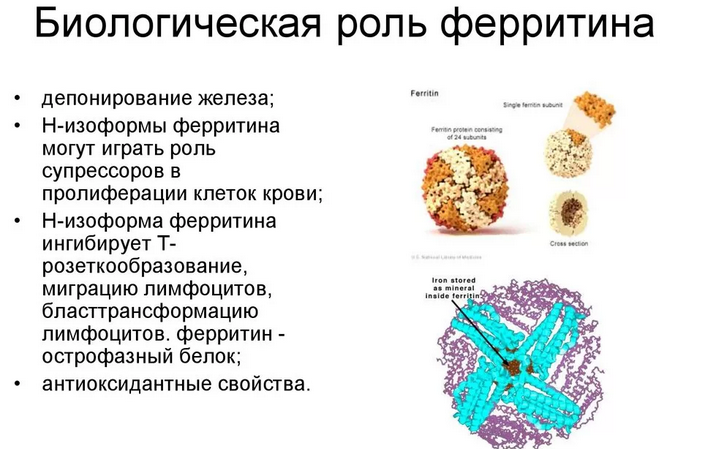 Роль ферритина в организме человека