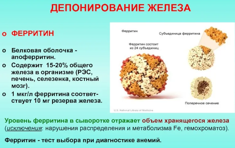 Ферритин, железо