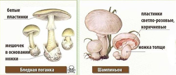 Как отличить бледную поганку от шампиньонов
