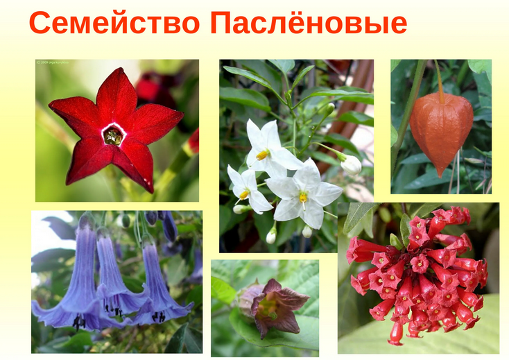 Семейство пасленовые