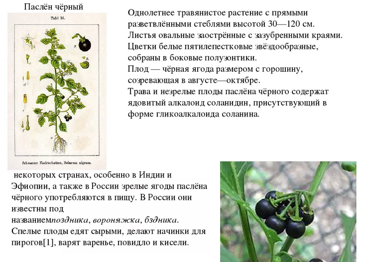 Ягода паслен черный