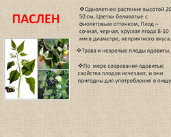 Паслен черный: ядовитый или нет? Паслен черный: характеристика, польза и вред, применение в медицине. Какое существует ядовитое травянистое растение семейства пасленовых?