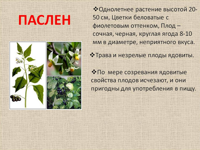 Паслен черный: ядовитый или нет? Паслен черный: характеристика, польза и вред, применение в медицине. Какое существует ядовитое травянистое растение семейства пасленовых?