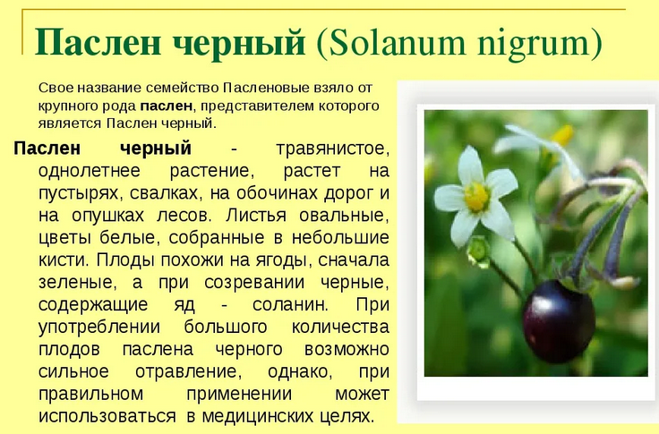 Паслен черный в медицине