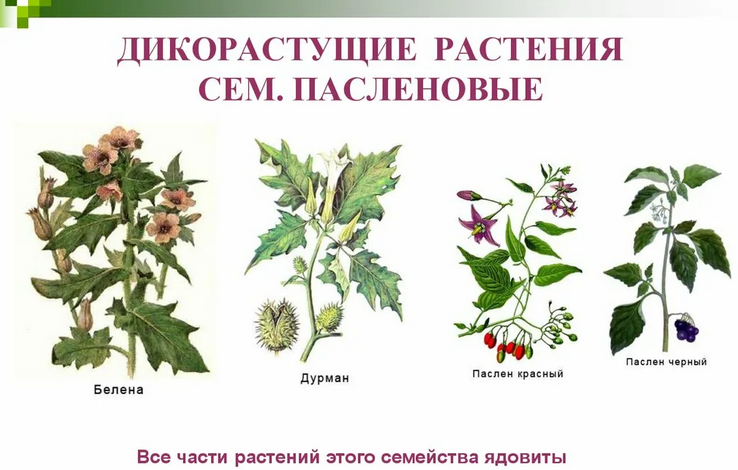 Пасленовые растения