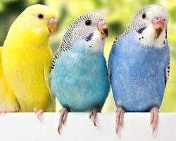 Как приучить волнистого попугая к рукам? Что делать, если попугай боится рук и клюет их?