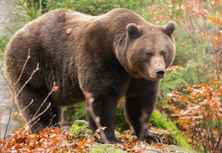 Тотемное животное имени