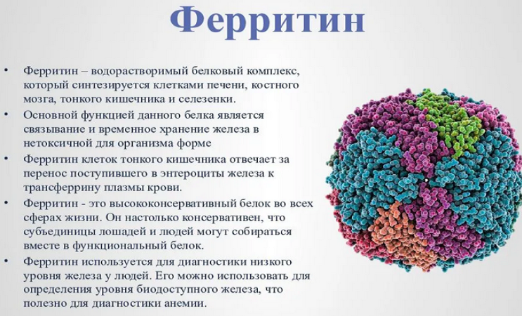 Что такое ферритин?