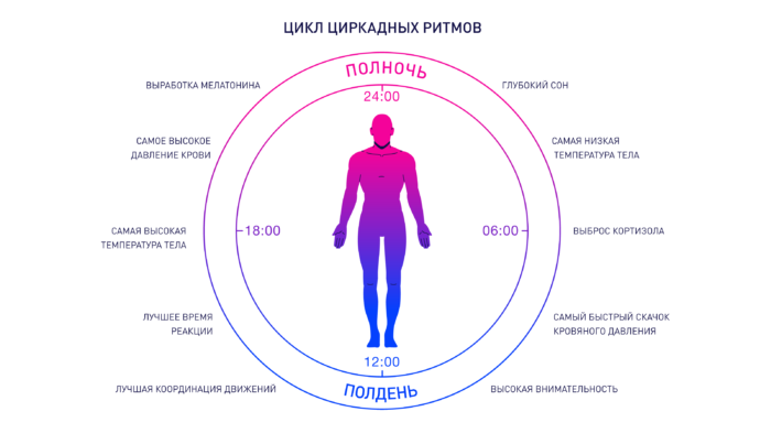 Циркадные ритмы