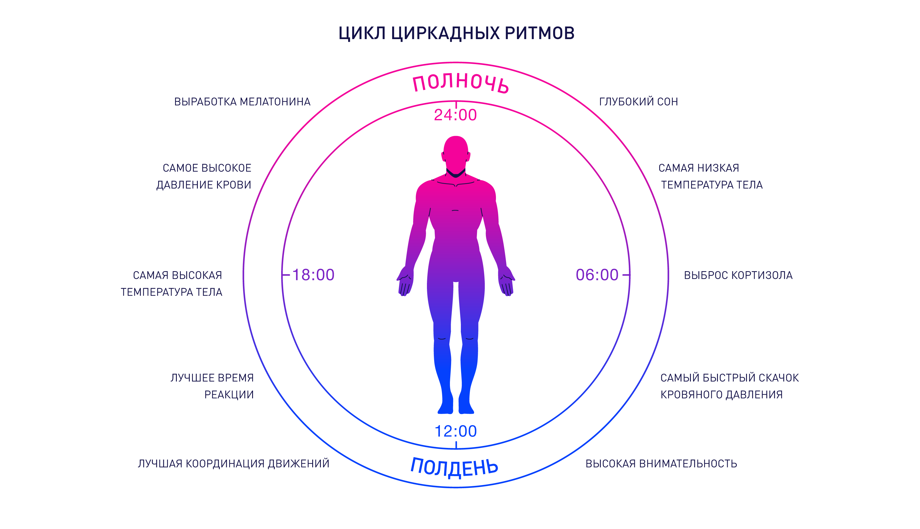 Циркадные ритмы