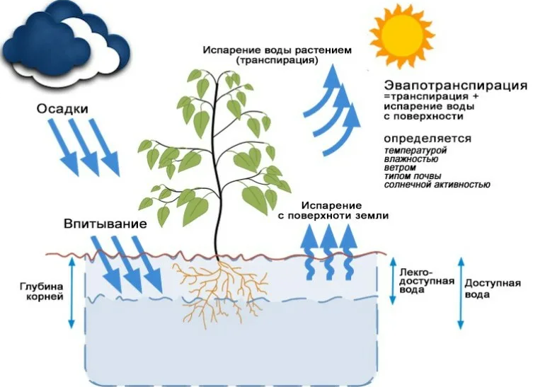 Испарение воды в жизни организмов играет важную роль