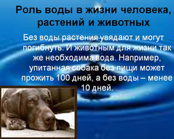 Значение воды для жизни растений, животных и человека: аргументы к уроку «Окружающий мир»