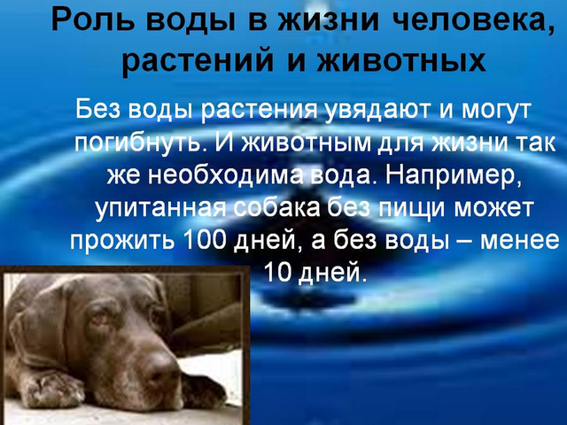 Значение воды для жизни растений, животных и человека: аргументы к уроку «Окружающий мир»