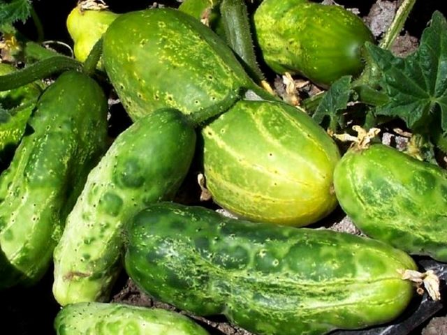 Основные заболевания огурцов: описание болезней, фото, видео