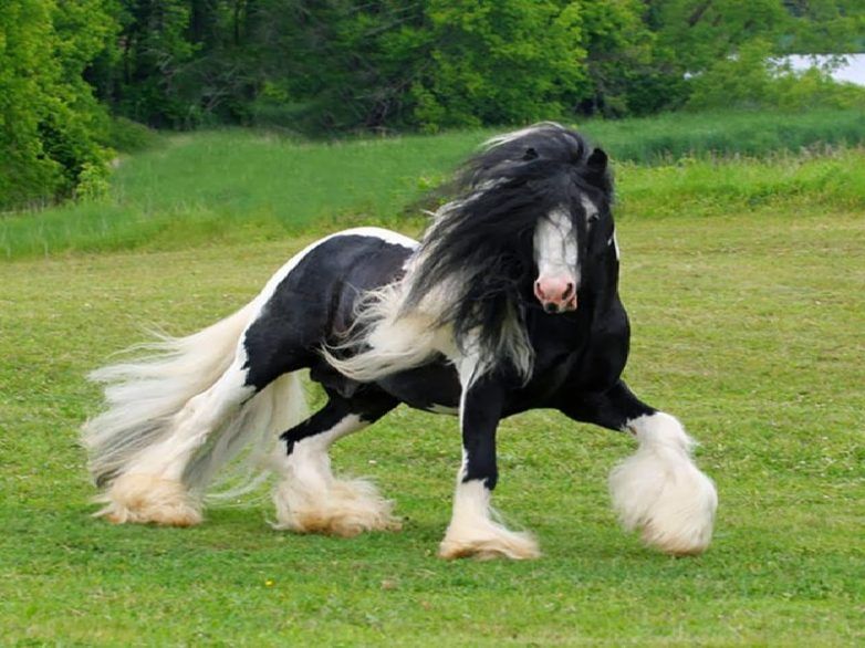 Самы
