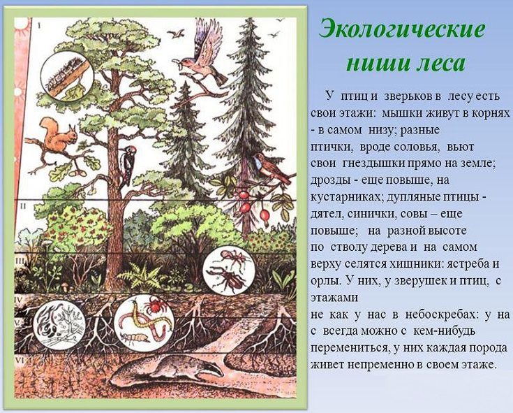 Этажи леса