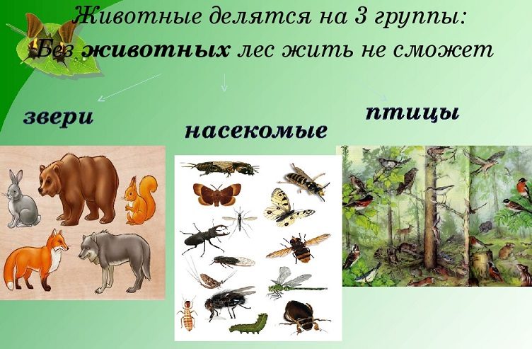 Группы животных