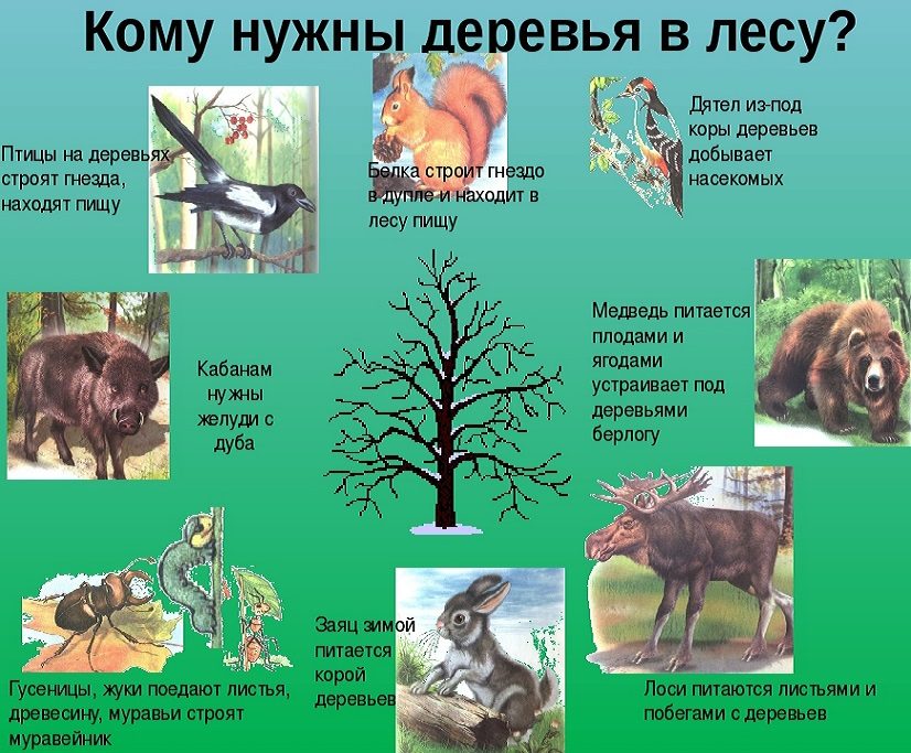 Кому нужны деревья в лесу?