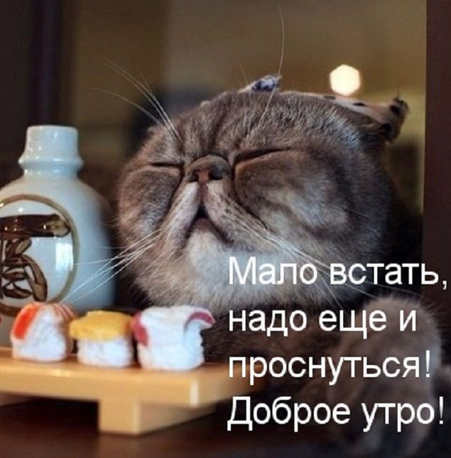 Шуточные картинки с добрым утром
