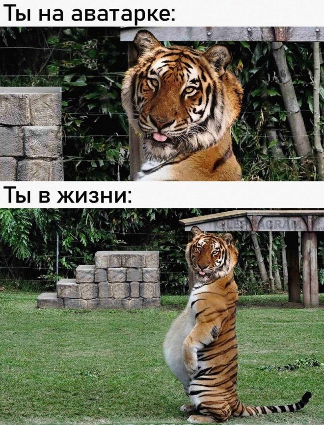 Прикольно шуточные картинки