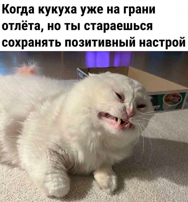 Прикольно шуточные картинки