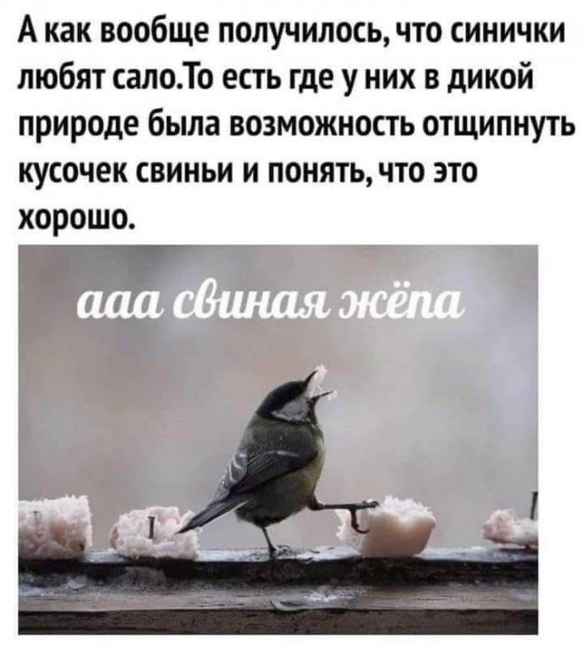 Шуточные картинки для взрослых