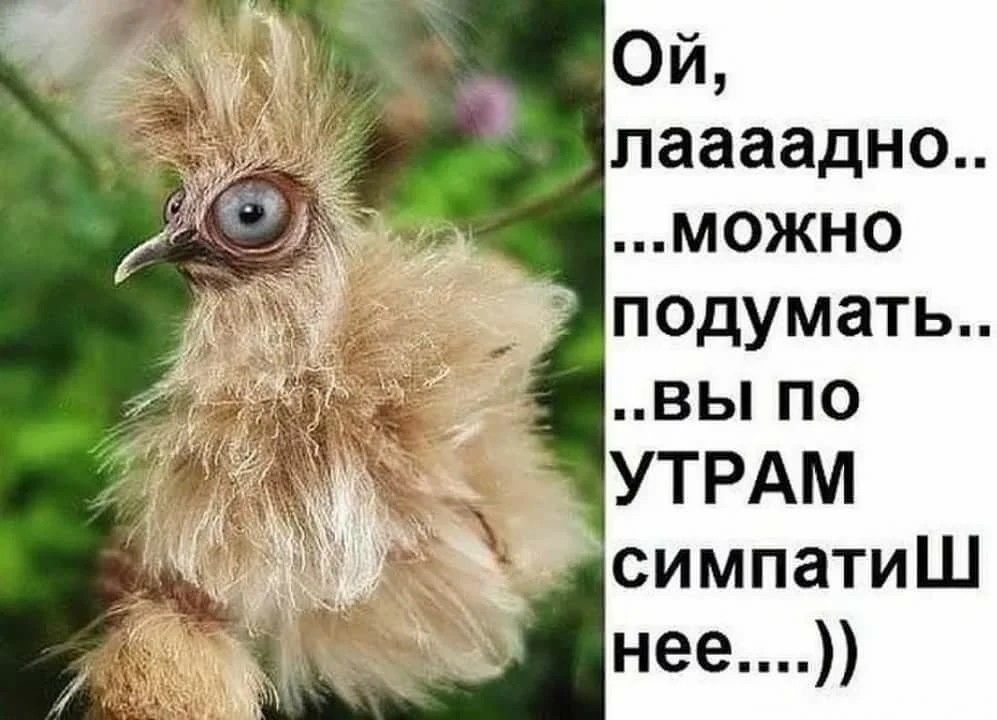 Шуточные картинки с добрым утром