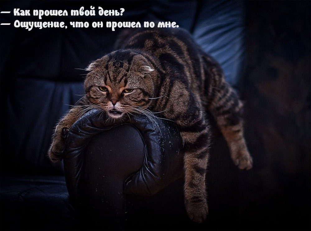Шуточные смешные картинки