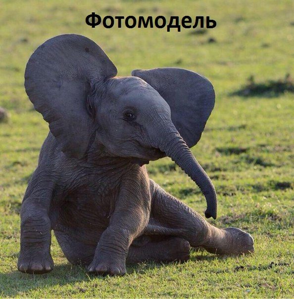 Прикольно шуточные картинки