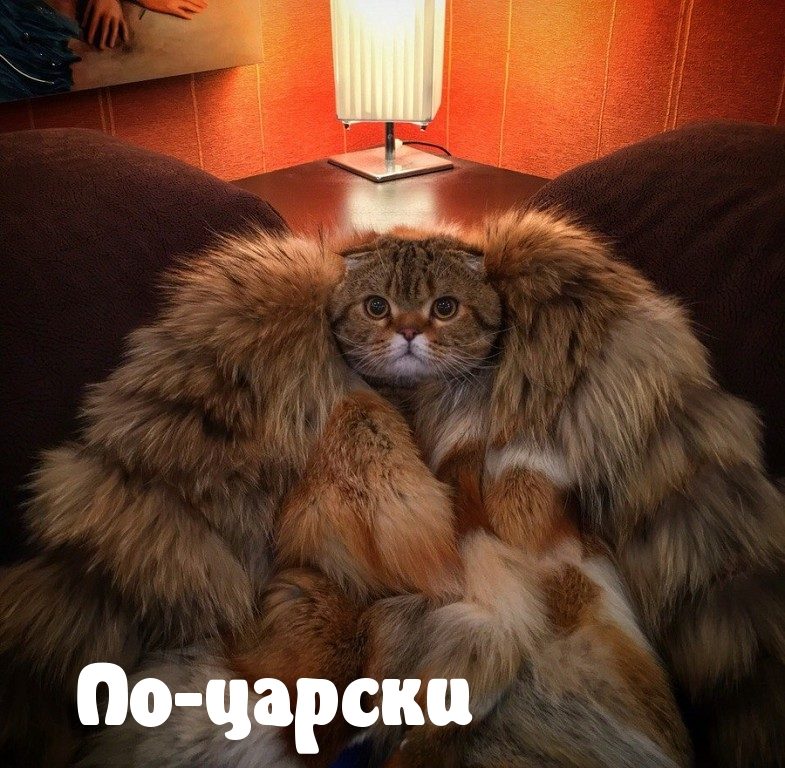 Прикольно шуточные картинки