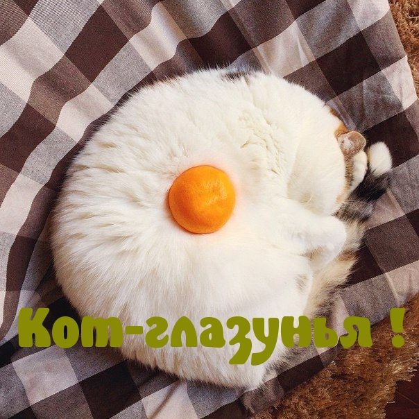 Шуточные смешные картинки