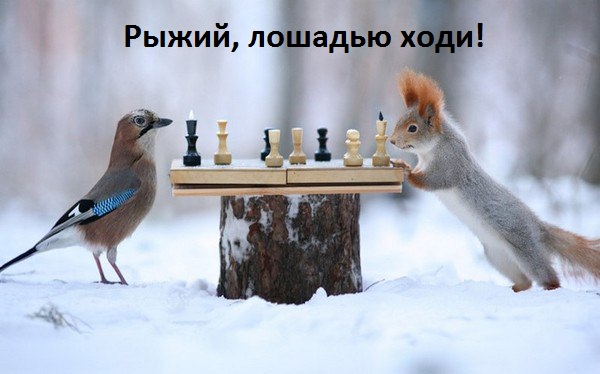Красивые шуточные картинки