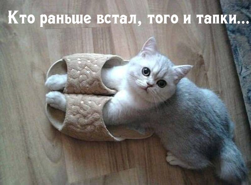 Прикольно шуточные картинки