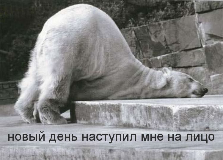 Шуточные смешные картинки