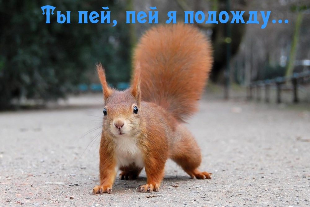 Шуточные смешные картинки