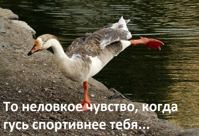 Бесплатные шуточные картинки
